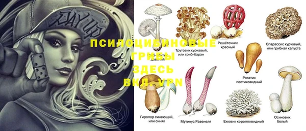 гашик Белокуриха