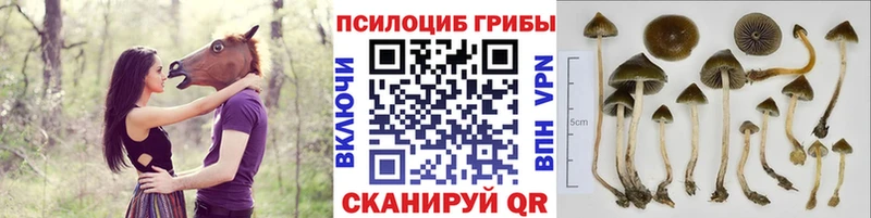 KRAKEN ссылки  Кунгур  Псилоцибиновые грибы прущие грибы  магазин продажи наркотиков 